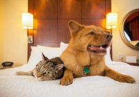 Pet Friendly Move: Top Ten Pre-Moving Day Strategies for Pets