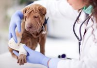 Locating the Perfect Veterinary Services