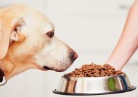Commercial Dog Food Quality – Beyond Ingredients