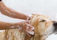 Yes, Home Cure Pet Maintenance Systems Be More Effective