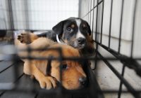 Adopting a dog From your Pet Shelter