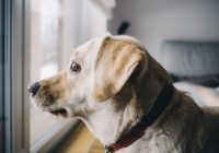 Help for the Anxious Dog