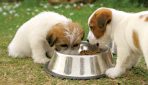 Ideas to Purchase the Right Commercial Dog Food