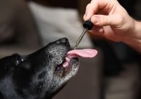 Questions About CBD Oil for Dogs Answered