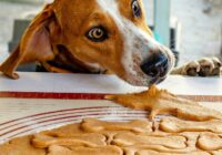 Top 4 Delicious Dog Treat Recipes to Spoil Your Dog
