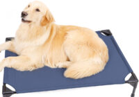 Portable elevated dog pet bed for any trip