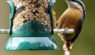 Know More About Food for Birds