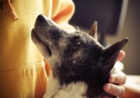 Matt Davies Harmony Communities Provides Advice About Senior Dog Care That Can Save Their Life