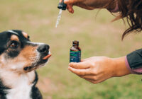 How to Use CBD Dog Treats to Help Your Dog’s Allergies