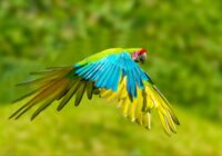 Why You Should Consider a Macaw Parrot for Your Next Pet?