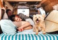 Camping With Dogs: Everything You Need to Know
