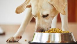 Canine Food: What Dog Owners Should Know?